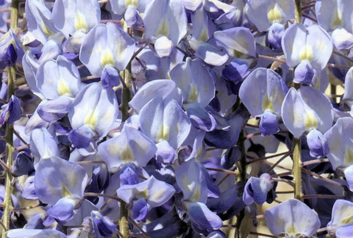 Vistárie květnatá 'Blue Dream' - Wisteria floribunda 'Blue Dream'