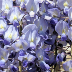 Vistárie květnatá 'Blue Dream' - Wisteria floribunda 'Blue Dream'