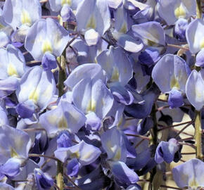 Vistárie květnatá 'Blue Dream'