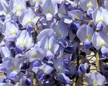 Vistárie květnatá 'Blue Dream'