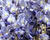Vistárie květnatá 'Blue Dream'