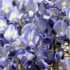 Wisteria floribunda 'Blue Dream'.png