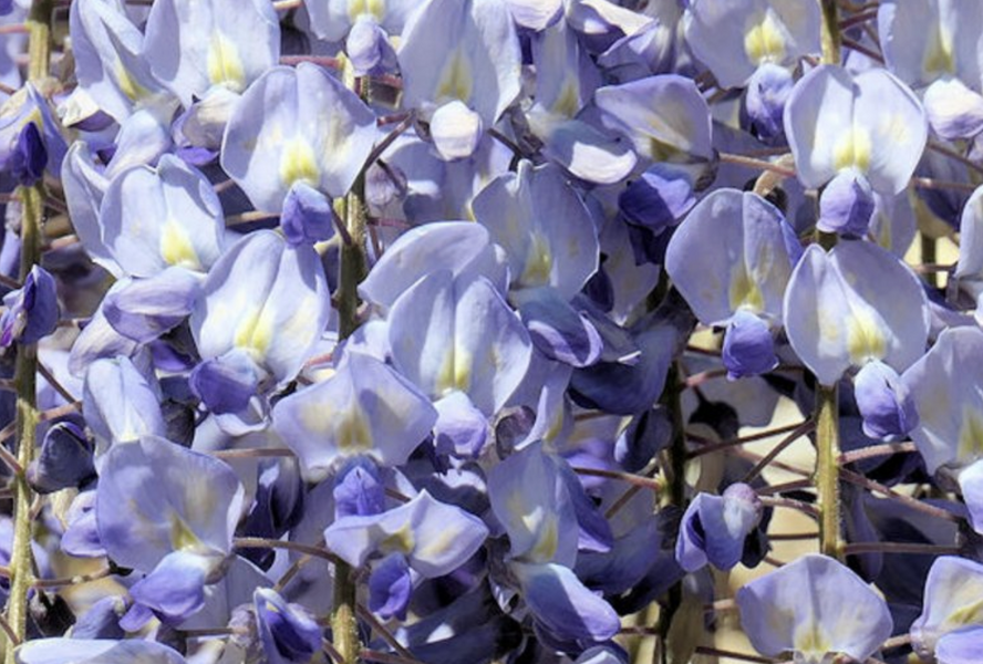 Vistárie květnatá 'Blue Dream' - Wisteria floribunda 'Blue Dream'