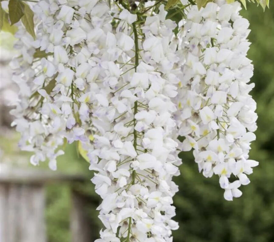 Vistárie květnatá 'Shiro-noda' - Wisteria floribunda 'Shiro-noda'