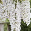 Vistárie květnatá 'Shiro-noda' - Wisteria floribunda 'Shiro-noda'