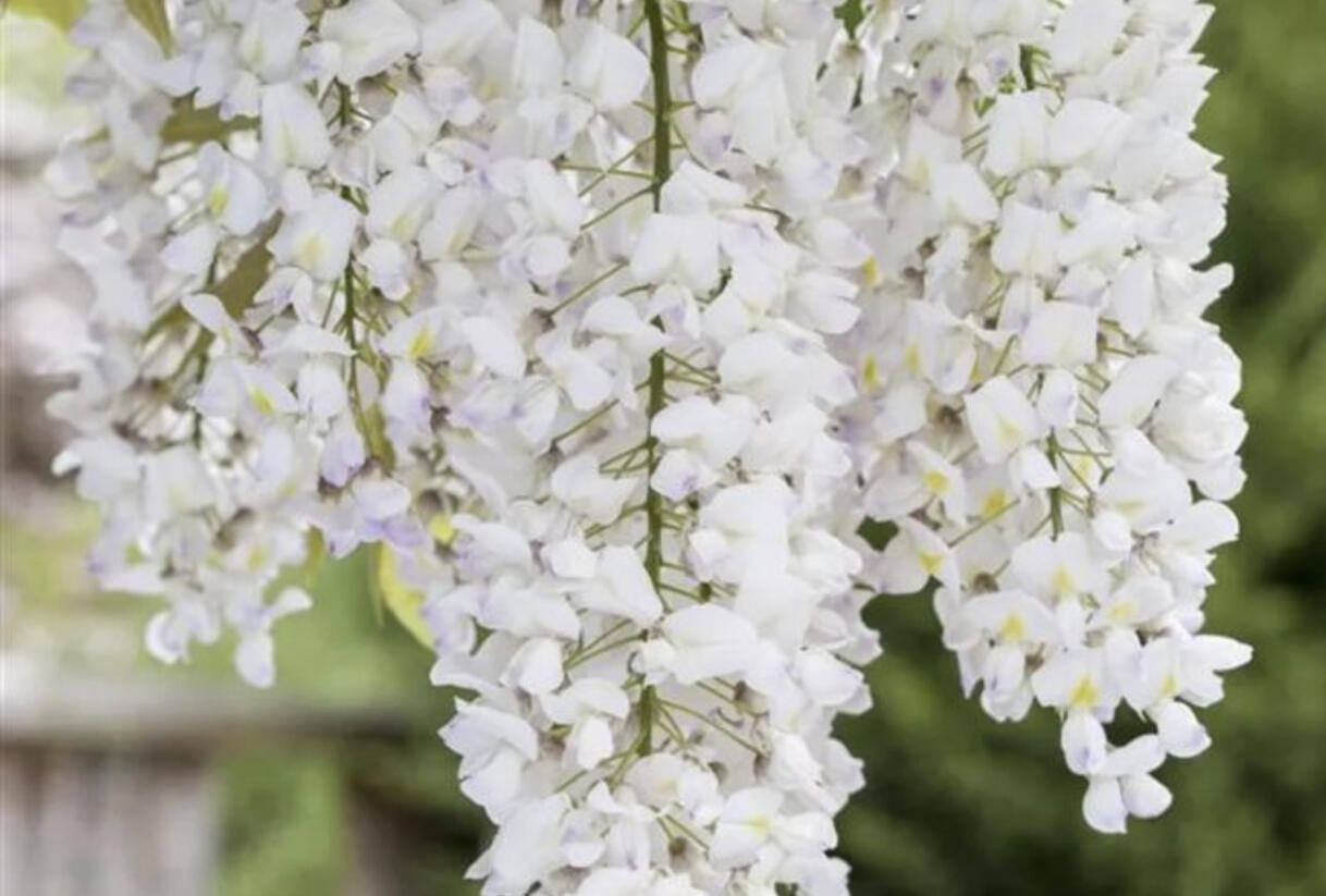 Vistárie květnatá 'Shiro-noda' - Wisteria floribunda 'Shiro-noda'