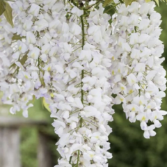 Vistárie květnatá 'Shiro-noda' - Wisteria floribunda 'Shiro-noda'
