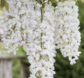 Vistárie květnatá 'Shiro-noda'