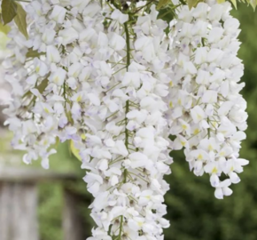 Vistárie květnatá 'Shiro-noda' - Wisteria floribunda 'Shiro-noda'
