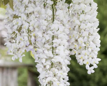 Vistárie květnatá 'Shiro-noda'