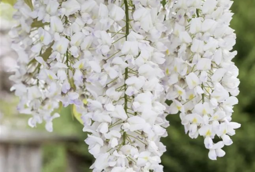 Vistárie květnatá 'Shiro-noda' - Wisteria floribunda 'Shiro-noda'