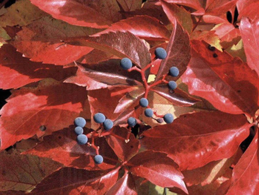 Přísavník pětilistý 'Red Wall (Troki)' - Parthenocissus quinquefolia 'Red Wall (Troki) '