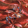 Přísavník pětilistý 'Red Wall (Troki)' - Parthenocissus quinquefolia 'Red Wall (Troki) '