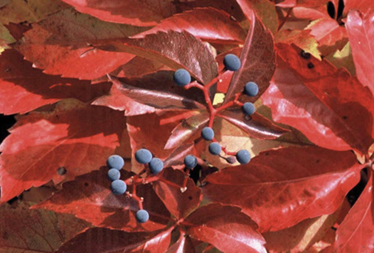Přísavník pětilistý, loubinec 'Red Wall (Troki)' - Parthenocissus quinquefolia 'Red Wall (Troki) '