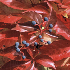 Přísavník pětilistý 'Red Wall (Troki)' - Parthenocissus quinquefolia 'Red Wall (Troki) '