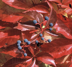 Přísavník pětilistý 'Red Wall (Troki)' - Parthenocissus quinquefolia 'Red Wall (Troki) '