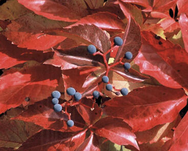 Přísavník pětilistý, loubinec 'Red Wall (Troki)'