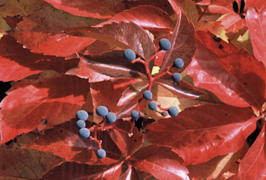 Přísavník pětilistý, loubinec 'Red Wall (Troki)' - Parthenocissus quinquefolia 'Red Wall (Troki) '