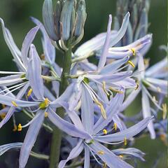 Ladoník - Camassia cusickii