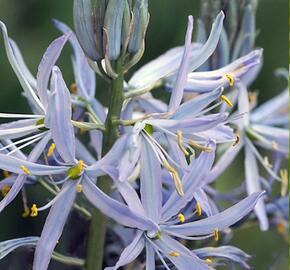 Ladoník - Camassia cusickii