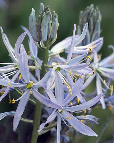 Ladoník - Camassia cusickii