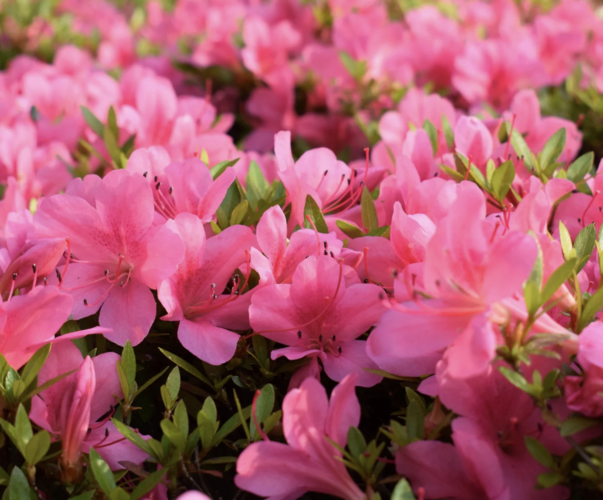 Azalka japonská 'Anouk' - Azalea japonica 'Anouk'