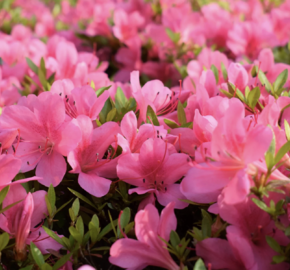 Azalka japonská 'Anouk' - Azalea japonica 'Anouk'