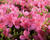 Azalka japonská 'Anouk'