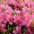 Azalea japonica 'Anouk'.png