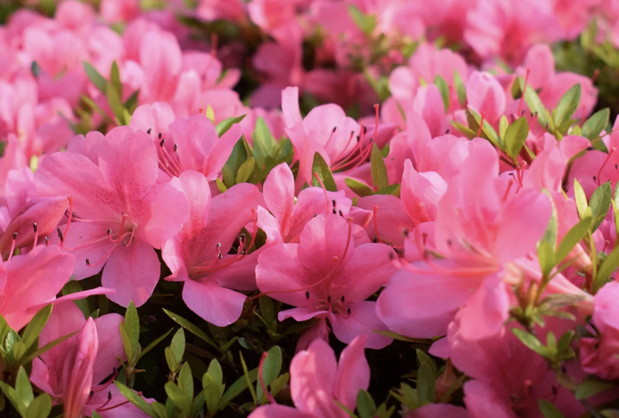 Azalka japonská 'Anouk' - Azalea japonica 'Anouk'