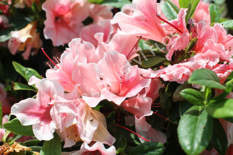 Azalka japonská 'Encore Starburst' - Azalea japonica 'Encore Starburst'