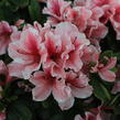 Azalka japonská 'Encore Starburst' - Azalea japonica 'Encore Starburst'