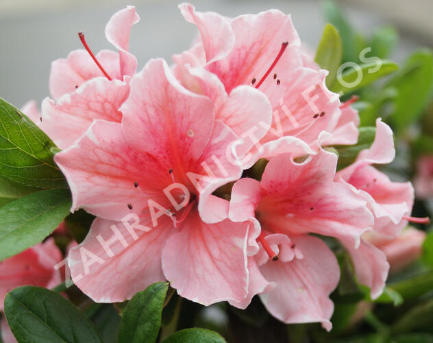 Azalka japonská 'Encore Starburst' - Azalea japonica 'Encore Starburst'