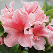 Azalka japonská 'Encore Starburst' - Azalea japonica 'Encore Starburst'