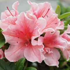 Azalka japonská 'Encore Starburst' - Azalea japonica 'Encore Starburst'
