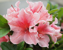 Azalka japonská 'Encore Starburst'