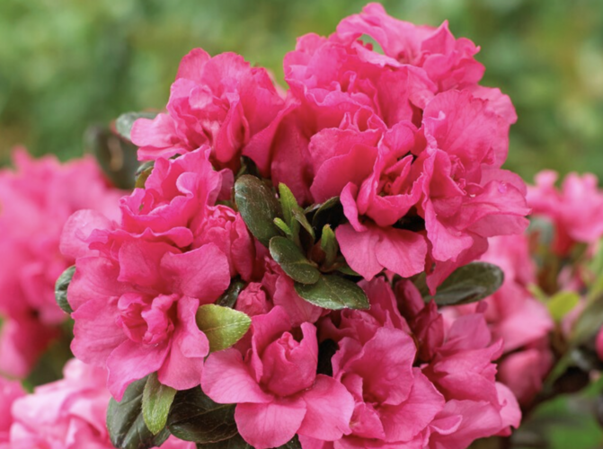 Azalka japonská 'Rokoko' - Azalea japonica 'Rokoko'