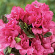 Azalka japonská 'Rokoko' - Azalea japonica 'Rokoko'