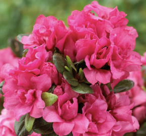 Azalka japonská 'Rokoko' - Azalea japonica 'Rokoko'