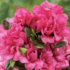 Azalea japonica 'Rokoko'.png
