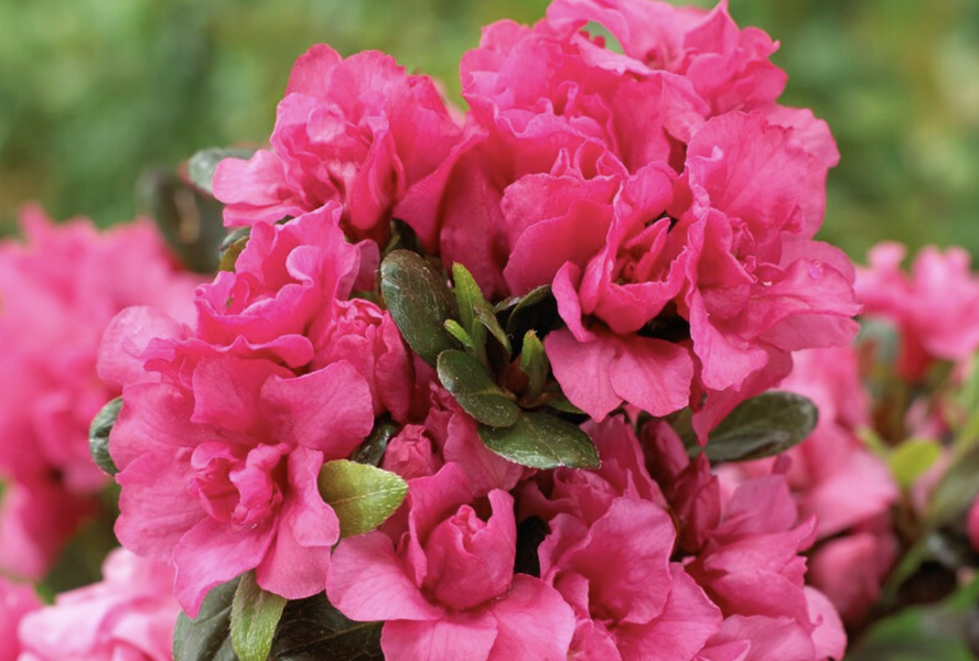 Azalka japonská 'Rokoko' - Azalea japonica 'Rokoko'