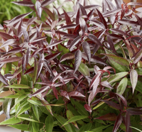 Leukothoe 'Burning Love' - Leucothoe keiskei 'Burning Love'