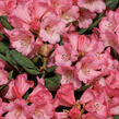 Pěnišník oleandrokvětý 'Wine & Roses' - Rhododendron neriiflorum 'Wine & Roses'