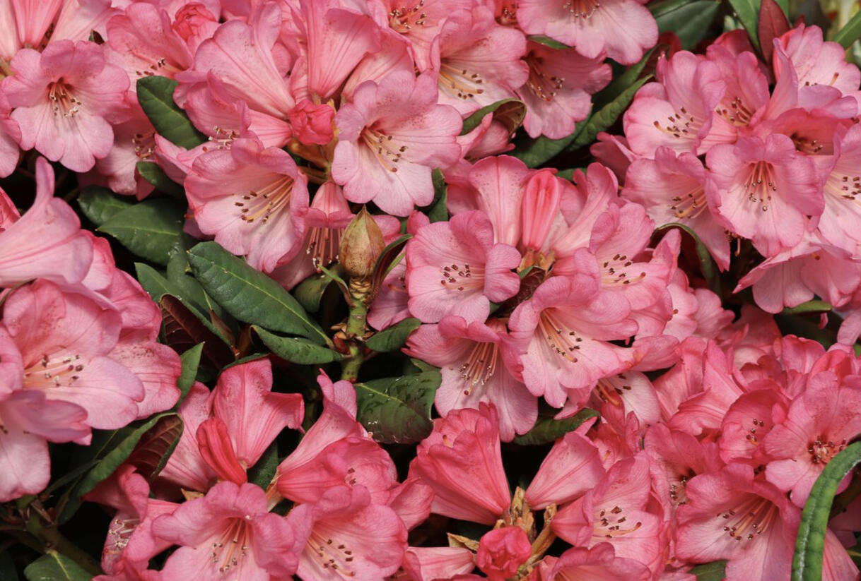 Pěnišník oleandrokvětý 'Wine & Roses' - Rhododendron neriiflorum 'Wine & Roses'