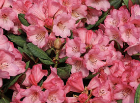Pěnišník oleandrokvětý 'Wine & Roses' - Rhododendron neriiflorum 'Wine & Roses'