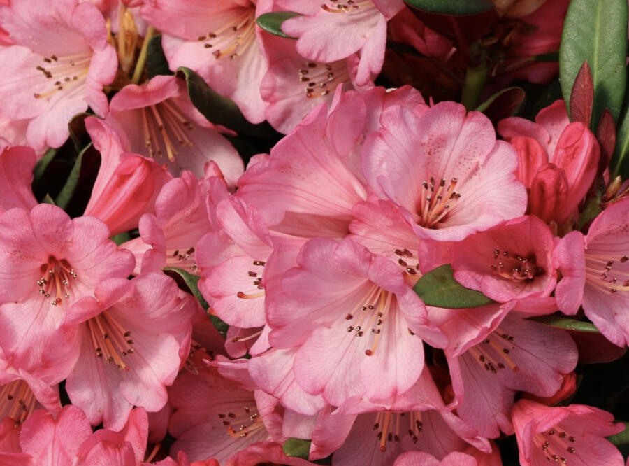 Pěnišník oleandrokvětý 'Wine & Roses' - Rhododendron neriiflorum 'Wine & Roses'