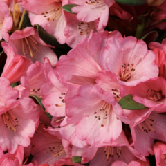 Pěnišník oleandrokvětý 'Wine & Roses' - Rhododendron neriiflorum 'Wine & Roses'
