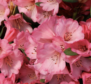 Pěnišník oleandrokvětý 'Wine & Roses' - Rhododendron neriiflorum 'Wine & Roses'