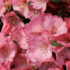 Rhododendron neriiflorum 'Wine & Roses'_01.png