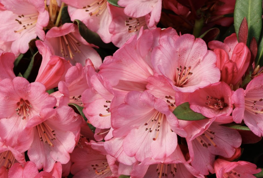 Pěnišník oleandrokvětý 'Wine & Roses' - Rhododendron neriiflorum 'Wine & Roses'